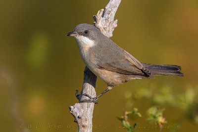 Western Orphean Warbler (Sylvia hortensis)