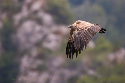 Griffon Vulture (Gyps fulvus)