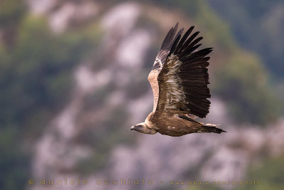 Griffon Vulture (Gyps fulvus)