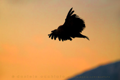 Griffon Vulture (Gyps fulvus)