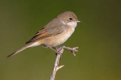 Common Whitethroat (Sylvia communis)