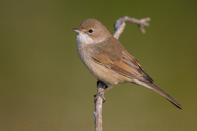 Common Whitethroat (Sylvia communis)