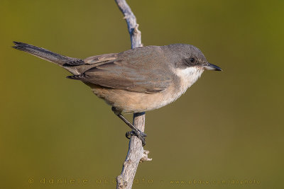 Western Orphean Warbler (Sylvia hortensis)