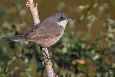 Western Orphean Warbler (Sylvia hortensis)