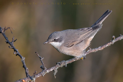 Western Orphean Warbler (Sylvia hortensis)