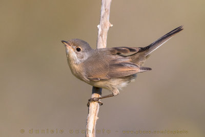 Western Subalpine Warbler (Sylvia inornata iberiae)