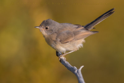 Western Subalpine Warbler (Sylvia inornata iberiae)