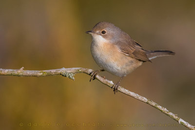 Western Subalpine Warbler (Sylvia inornta iberiae)