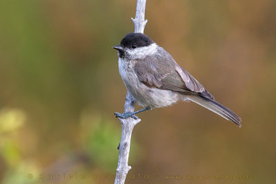 Willow Tit (Poecile montanus)