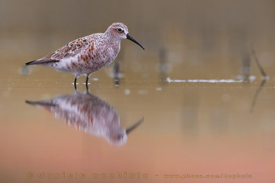 Curlew Sandpiper (Calidris ferrginea)