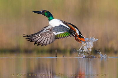 Northern Shovler (Anas clypeata)