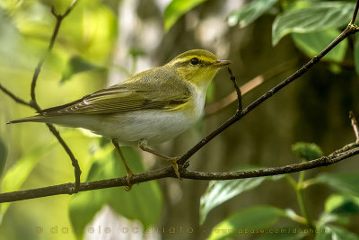 Wood Warbler (Phylloscopus sibilatrix)