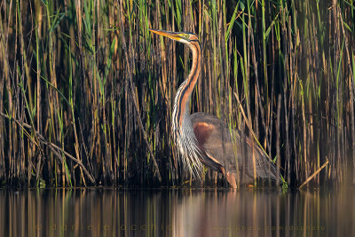 Purple Heron (Ardea purpurea)