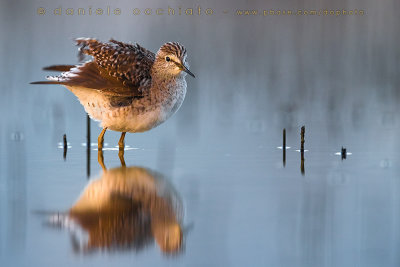 Wood Sandpiper (Tringa glareola)