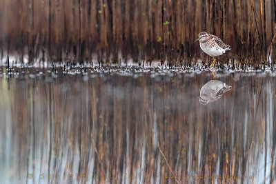 Wood Sandpiper (Tringa glareola)