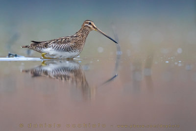 Common Snipe (Gallinago gallinago)