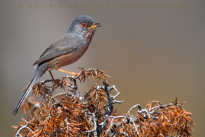 Dartford Warbler (Sylvia undata)