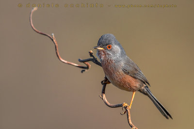 Dartford Warbler (Sylvia undata)