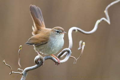 Cetti's Warbler (Cettia cetti)