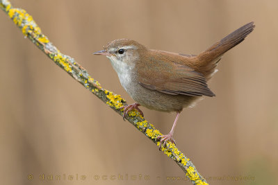 Cetti's Warbler (Cettia cetti)