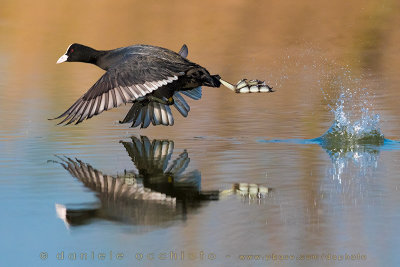 Coot (Fulica atra)