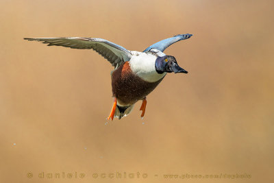 Northern Shovler (Anas clypeata)