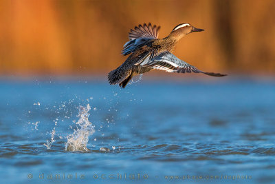 Garganey (Anas querquedula)