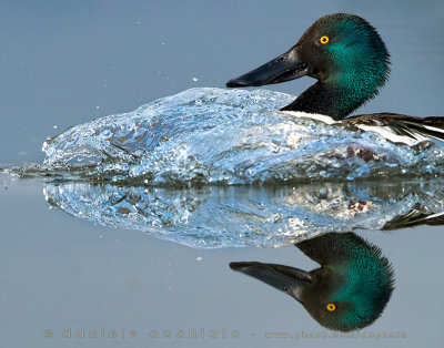 Northern Shovler (Anas clypeata)