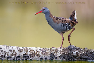 Water Rail (Rallus aquaticus)