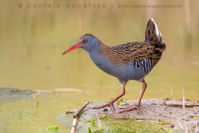 Water Rail (Rallus aquaticus)