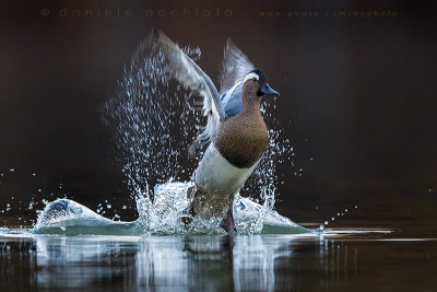 Garganey (Anas querquedula)