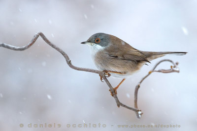 Sardinian Warbler (Sylvia melanocephala)