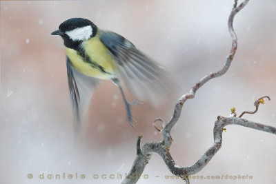 Great Tit (Parus major)