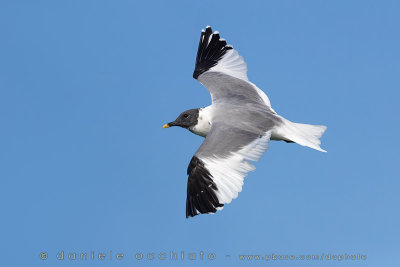 Sabine's Gull (Xema sabini)