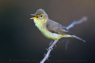 Melodious Warbler (Hippolais polyglotta)