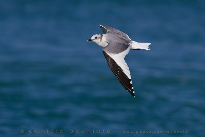 Sabine's Gull (Xema sabini)