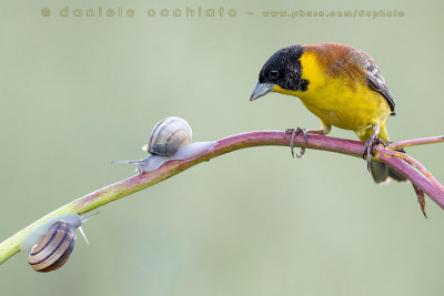 Black-headed Bunting (Emberiza melanocephala)