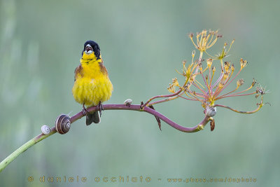 Black-headed Bunting (Emberiza melanocephala)