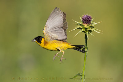 Black-headed Bunting (Emberiza melanocephala)