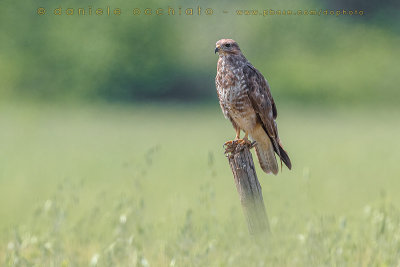 Common Buzzard (Buteo buteo)