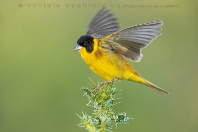 Black-headed Bunting (Emberiza melanocephala)