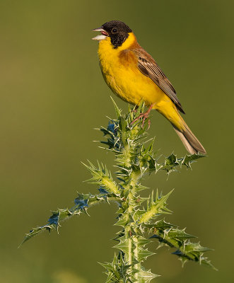 Black-headed Bunting (Emberiza melanocephala)