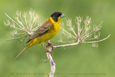 Black-headed Bunting (Emberiza melanocephala)