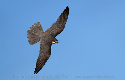 Northern Hobby (Falco subbuteo)