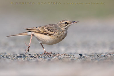 Tawny Pipit (Anthus campestris)