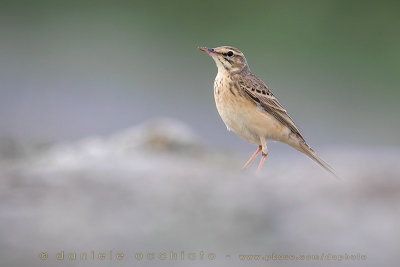 Tawny Pipit (Anthus campestris)