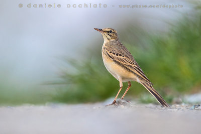 Tawny Pipit (Anthus campestris)