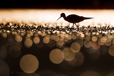 Black-winged Stilt (Himantopus himantopus)