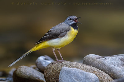 Grey Wagtail (Motacilla cinerea)