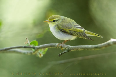 Wood Warbler (Phylloscopus sibilatrix)